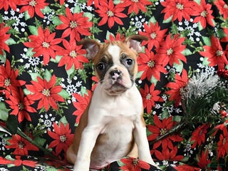 Boston Terrier dogs Cocoa - Ad 17