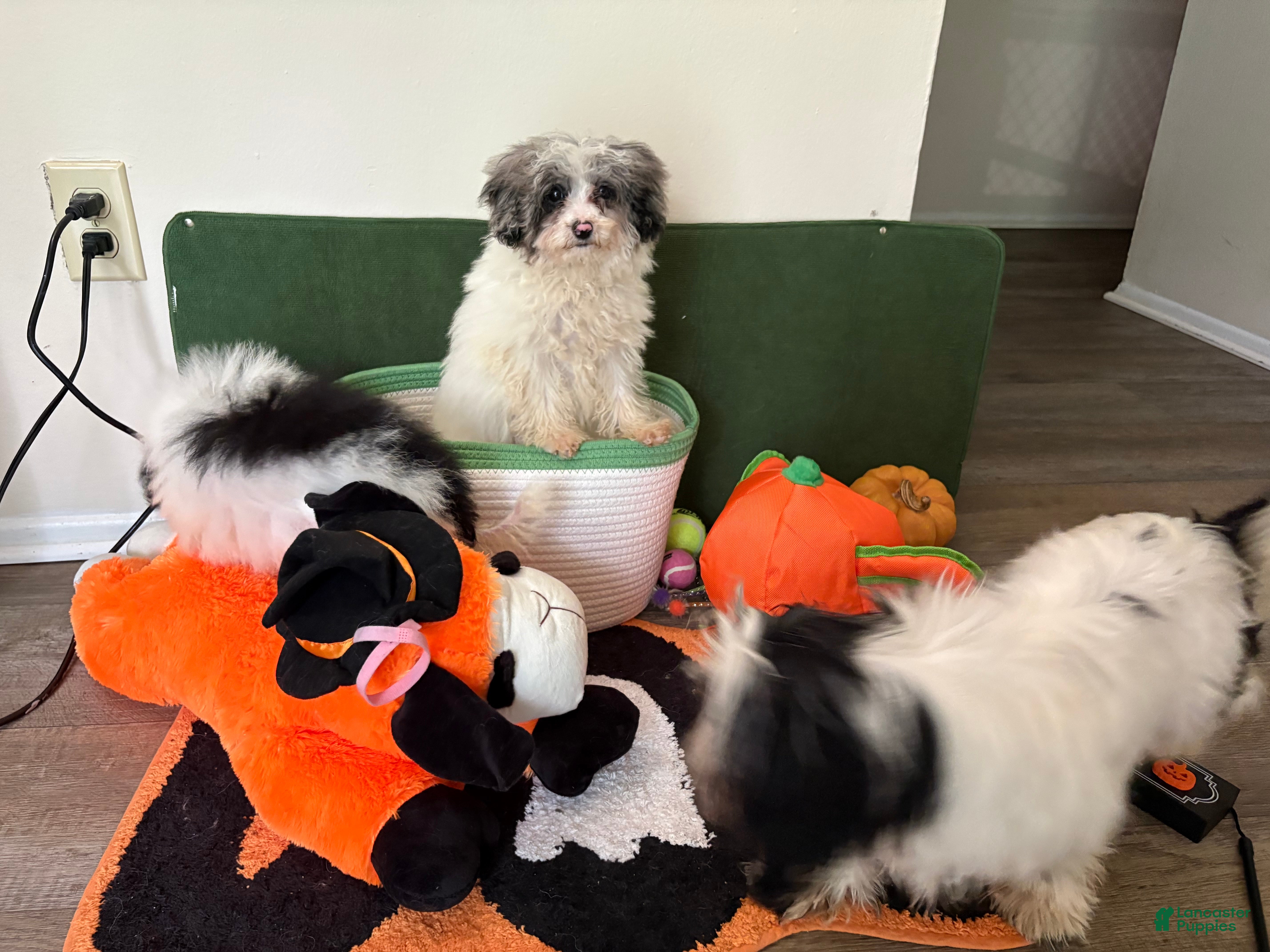 Miniature Poodle dogs for sale: Miniature Poodle 2 - Ad 17