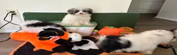 Miniature Poodle dogs for sale: Miniature Poodle 2 - Ad 1
