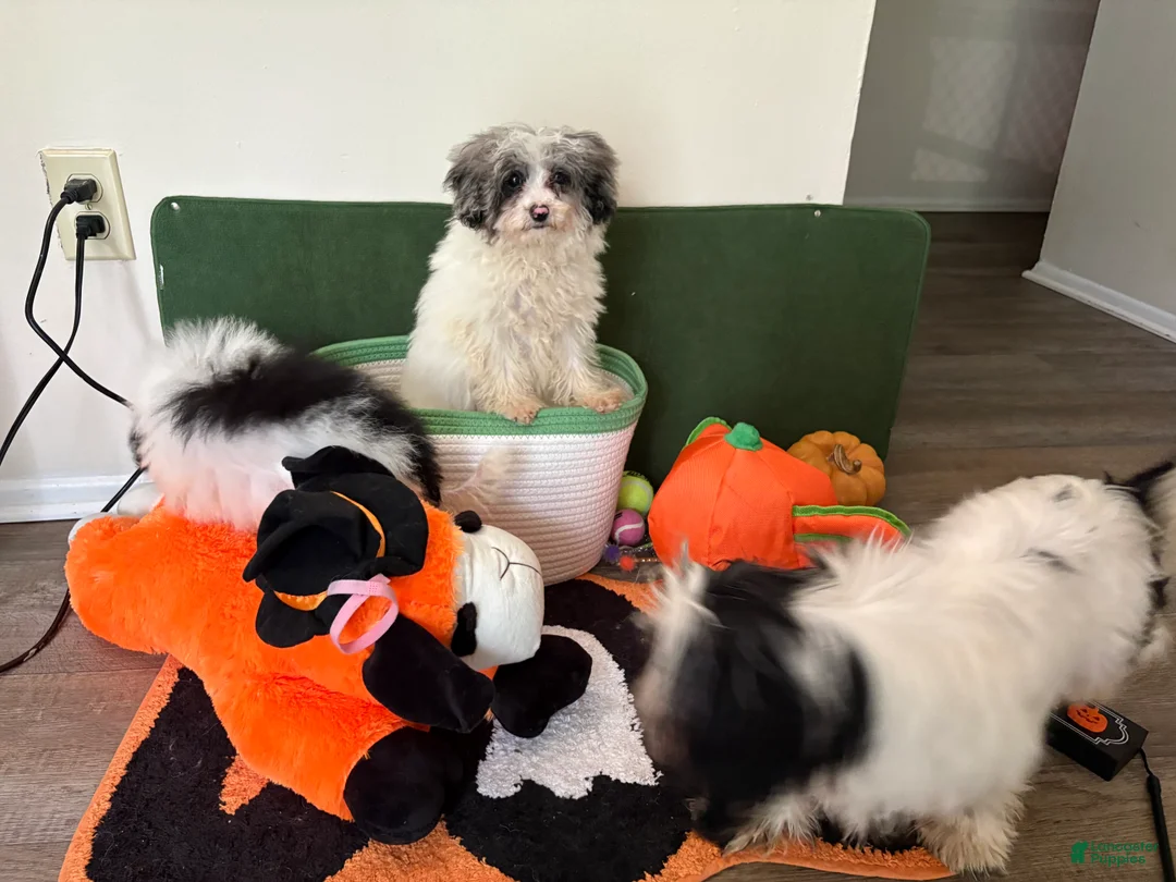 Miniature Poodle dogs for sale: Miniature Poodle 2 - Ad 1