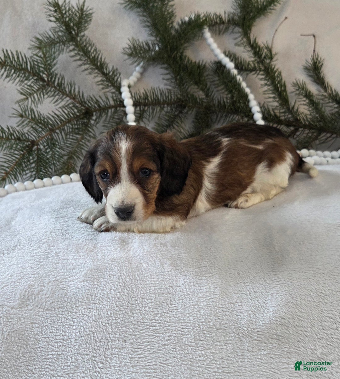 Miniature Dachshund dogs for sale: Peppermint  - Ad 12