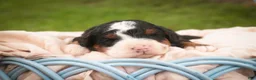 Bernedoodle dogs for sale: Ridge Miniature Bernedoodle  - Ad 10