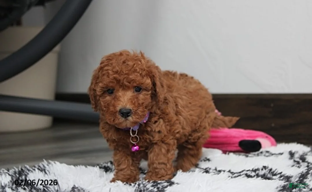 Bichpoo dogs for sale: Trixie - Ad 3