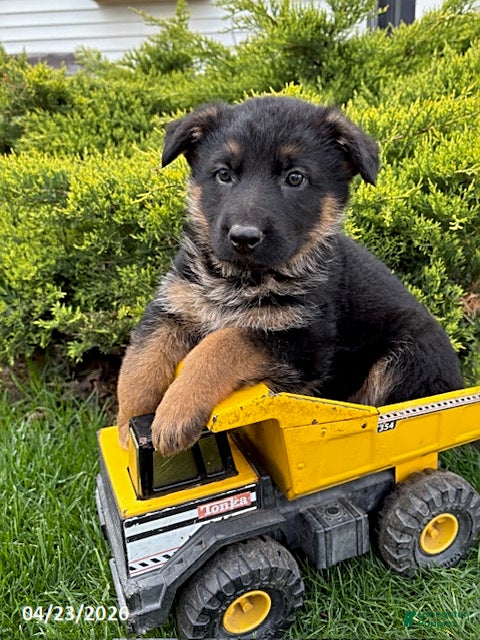 German Shepherd dogs Simba - Ad 2