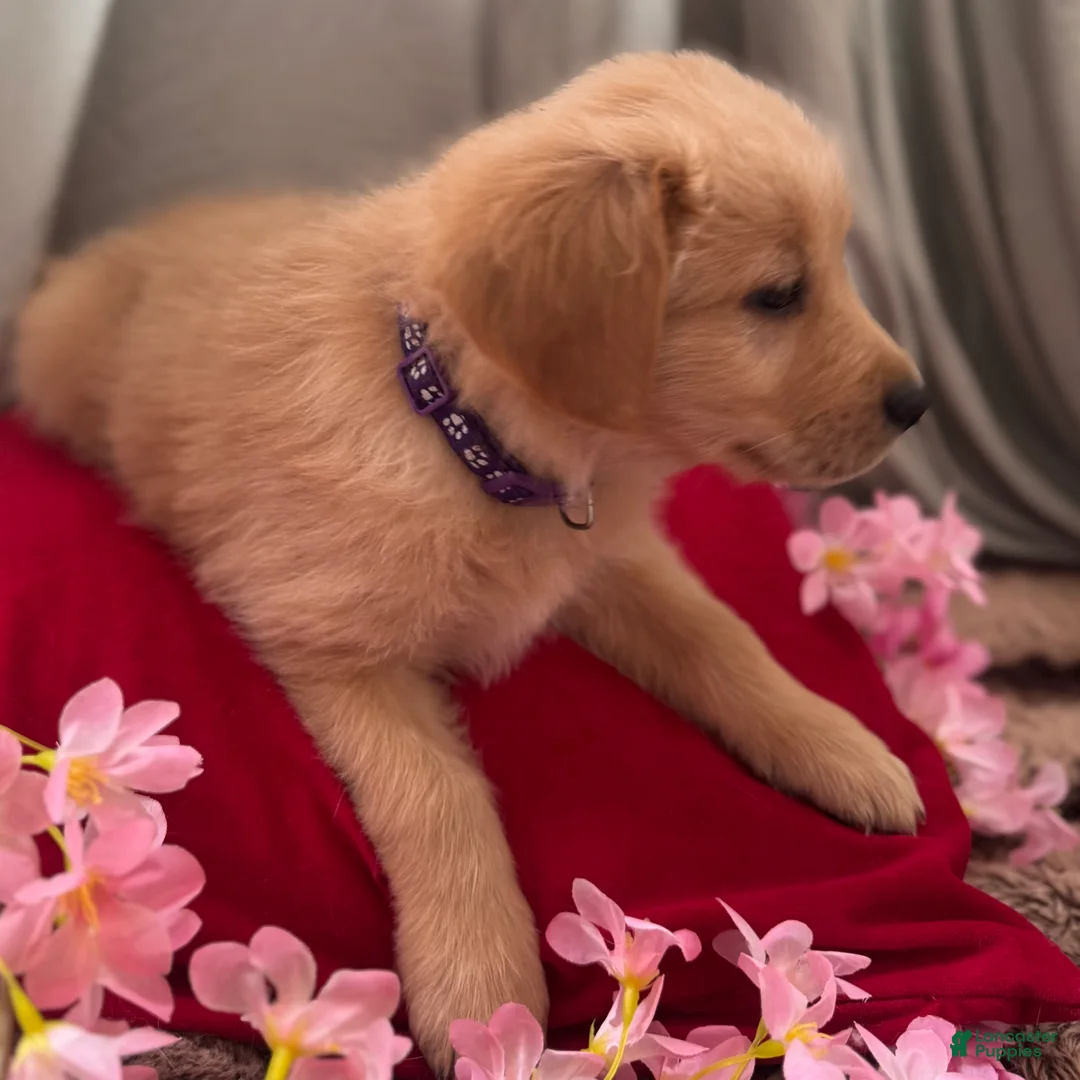 Mixed Breed dogs for sale: Purple Collar - Ad 3