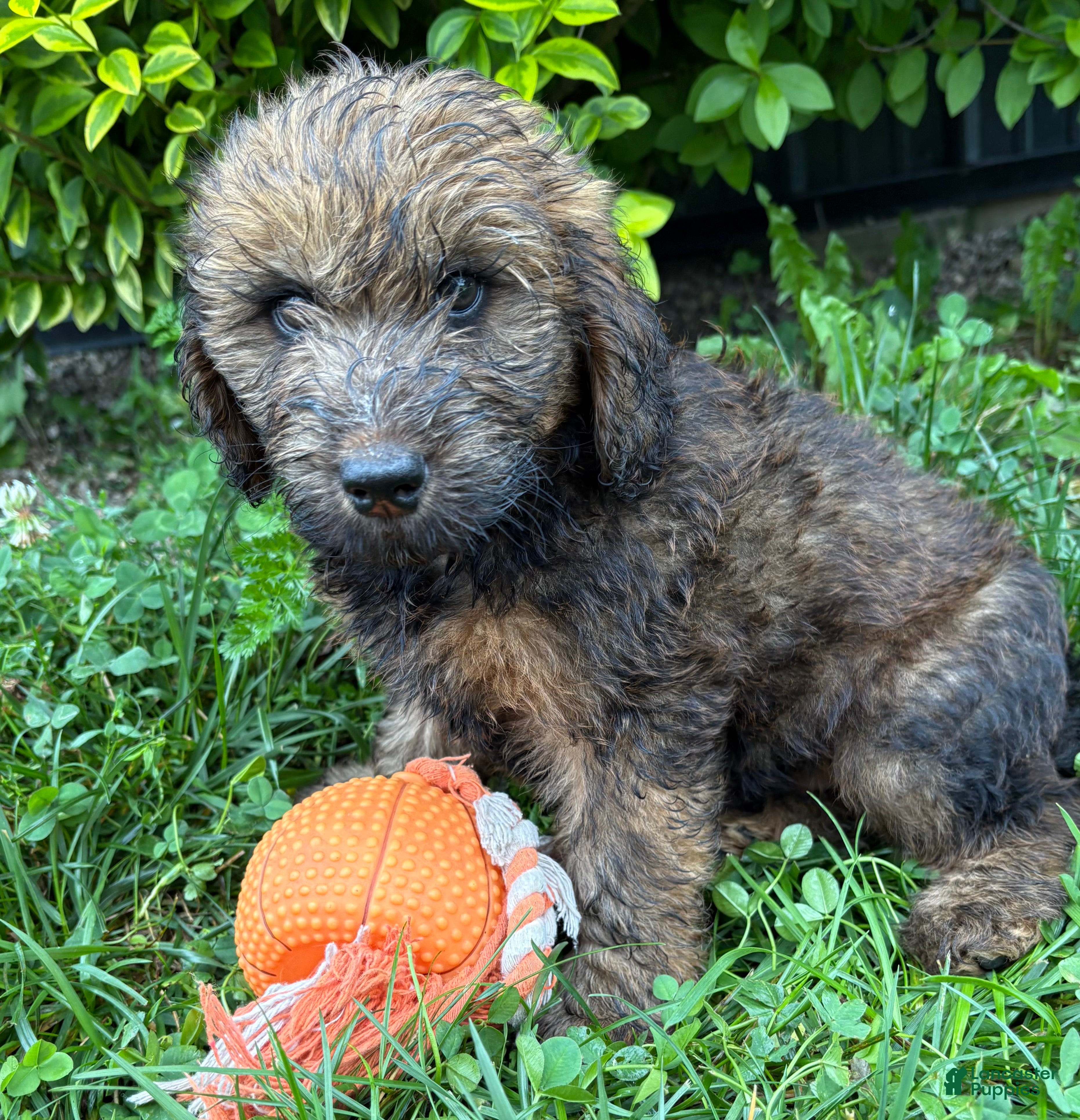Whoodle dogs Moose - Ad 2