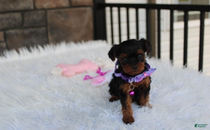Yorkiepoo dogs Elsa  - Ad 1