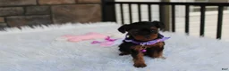 Yorkiepoo dogs for sale: Elsa  - Ad 10