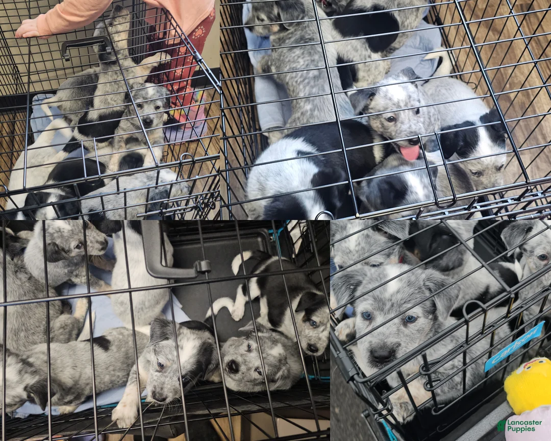 Mixed Breed dogs for sale: Mixed Breed Puppy 7 - Ad 16