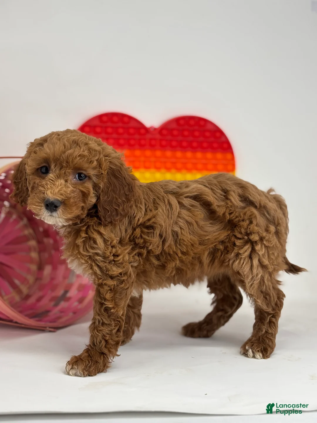 Mini Goldendoodle dogs for sale: Frieda - Ad 3