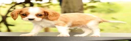 Cavalier King Charles Spaniel dogs for sale: Vinny - Ad 5