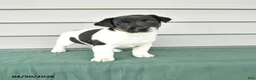 Jack Russell Terrier dogs for sale: Fallon - Ad 1