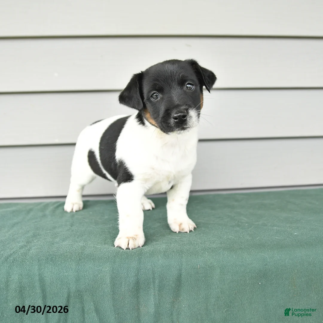 Jack Russell Terrier dogs for sale: Fallon - Ad 1