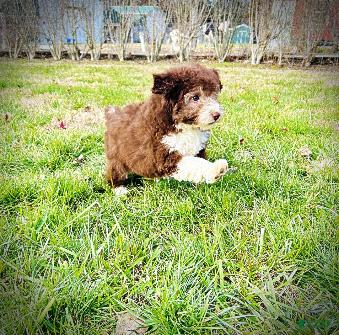 Havapoo dogs for sale: Whisky - Ad 9