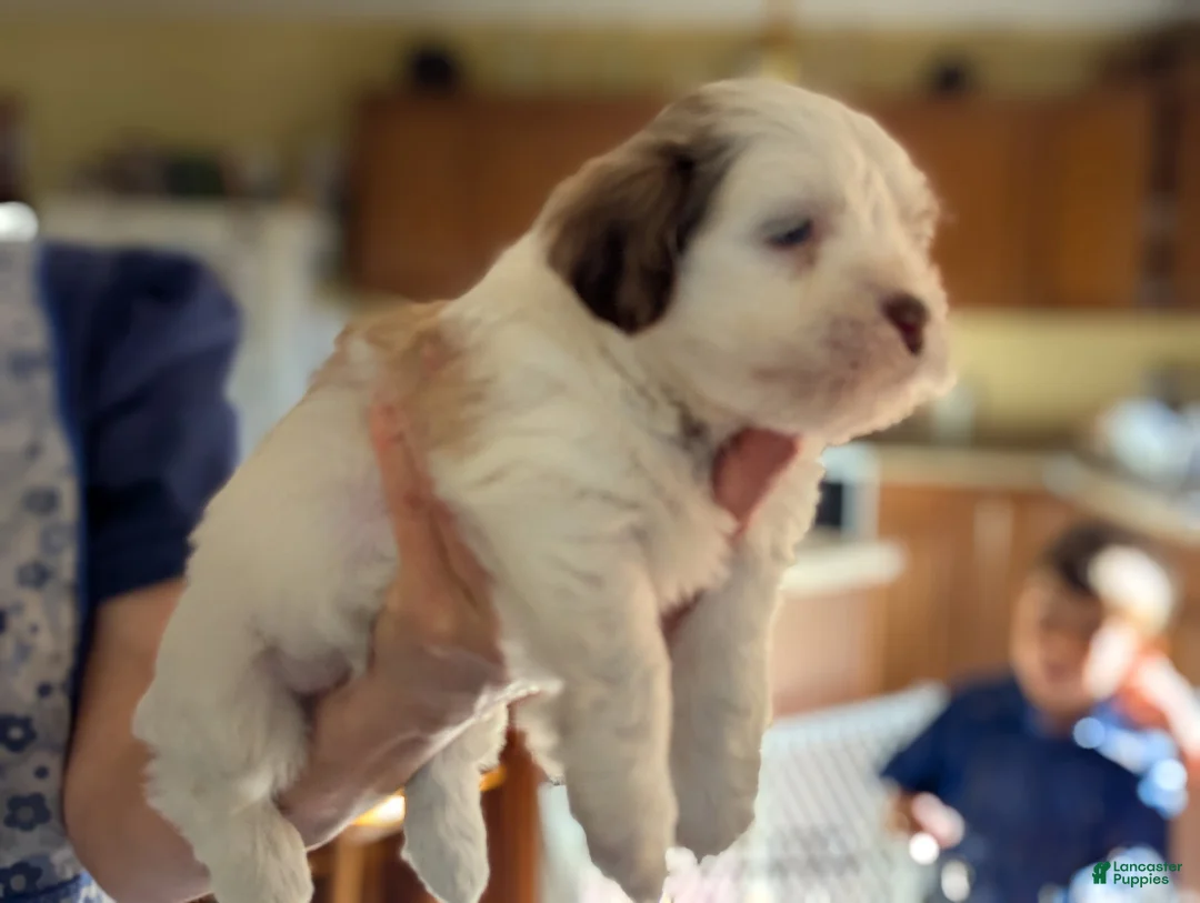 Havanese dogs for sale: Havanese Puppy 4 - Ad 2