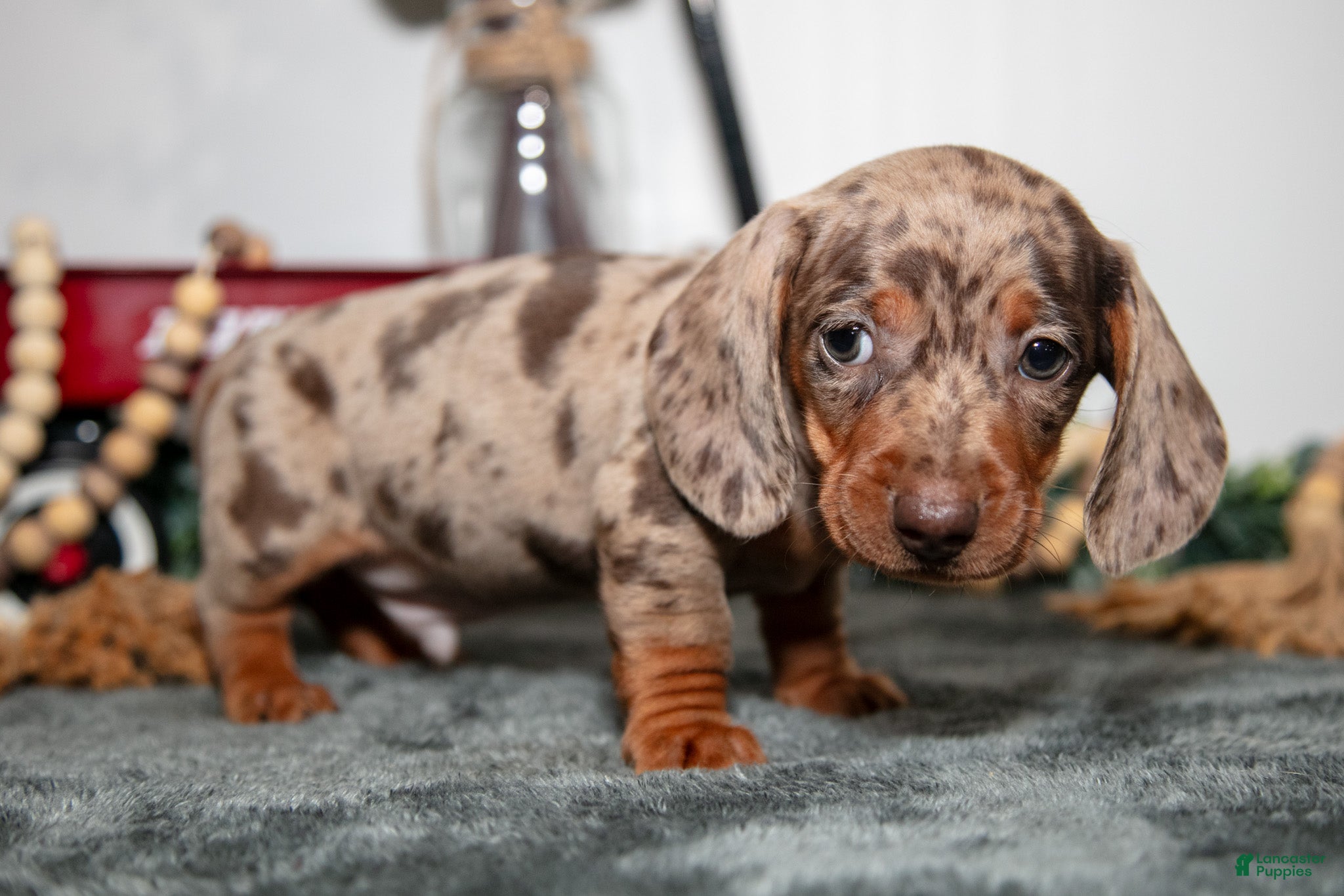 Miniature Dachshund dogs Titan - Ad 2