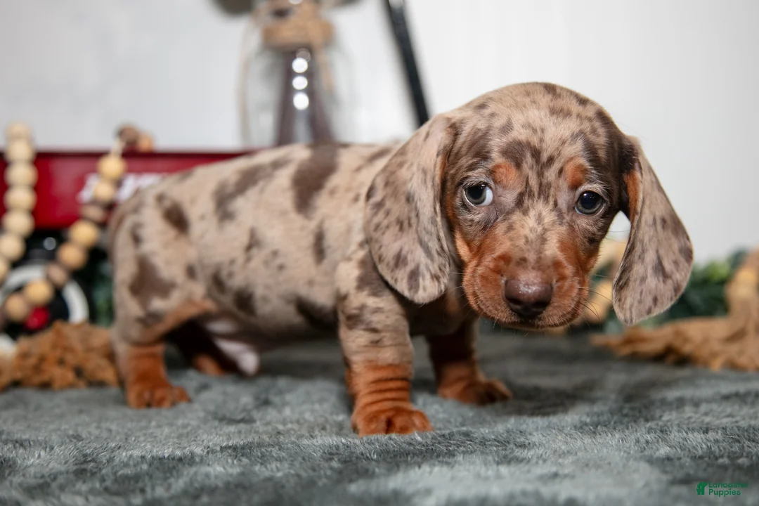 Miniature Dachshund dogs for sale: Titan - Ad 2