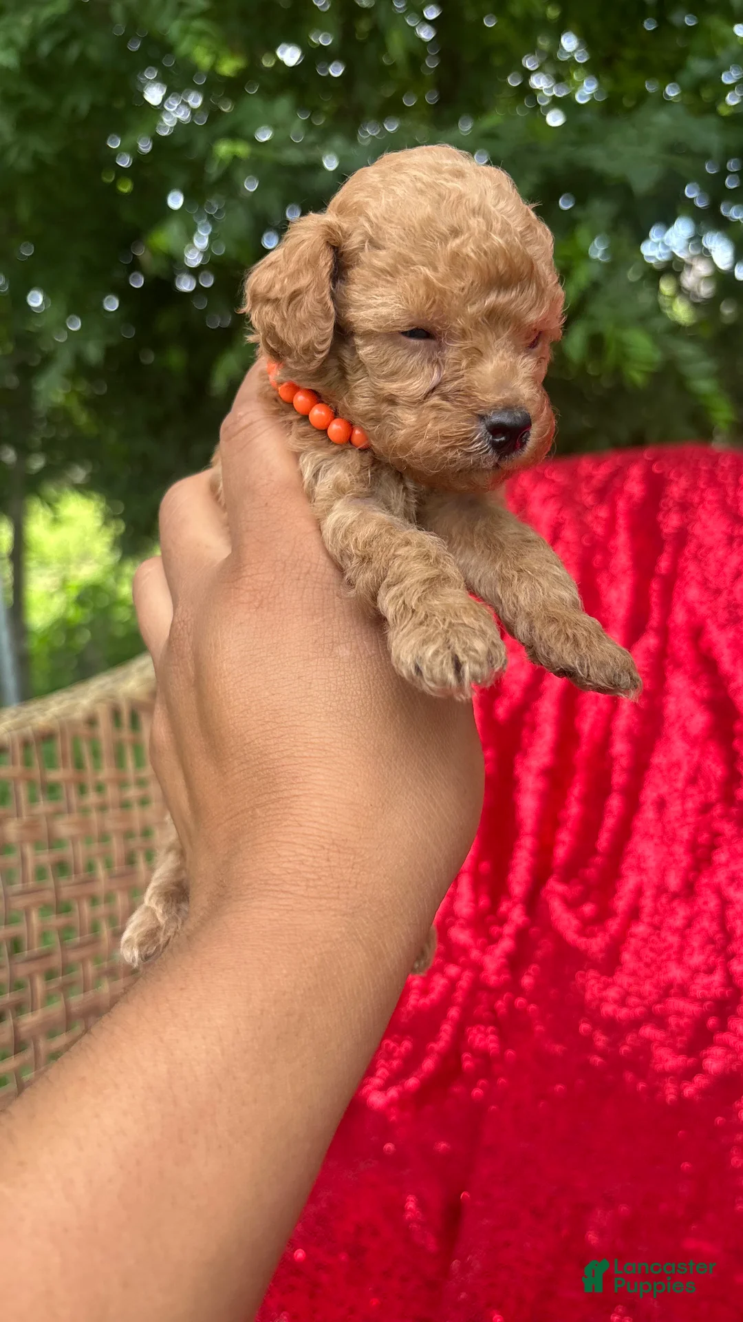 Toy Poodle dogs for sale: Toy Poodle Puppy 2 - Ad 2