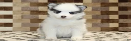 Pomsky dogs for sale: Ivy - Ad 3