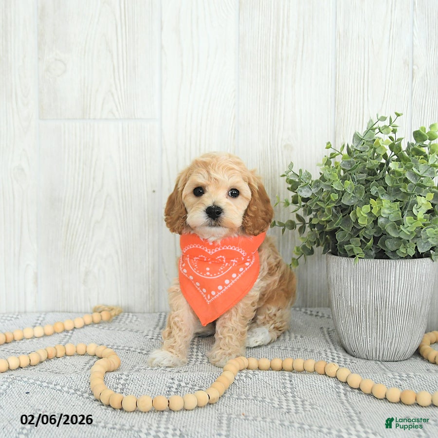 Cockapoo dogs Brody EXTRA SMALL - Ad 2