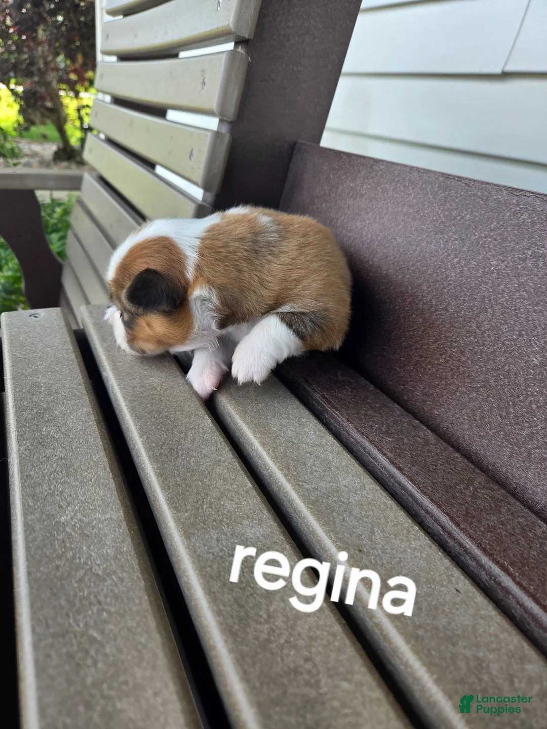 Welsh Corgi Pembroke dogs for sale: Welsh Corgi Pembroke 2 - Ad 2