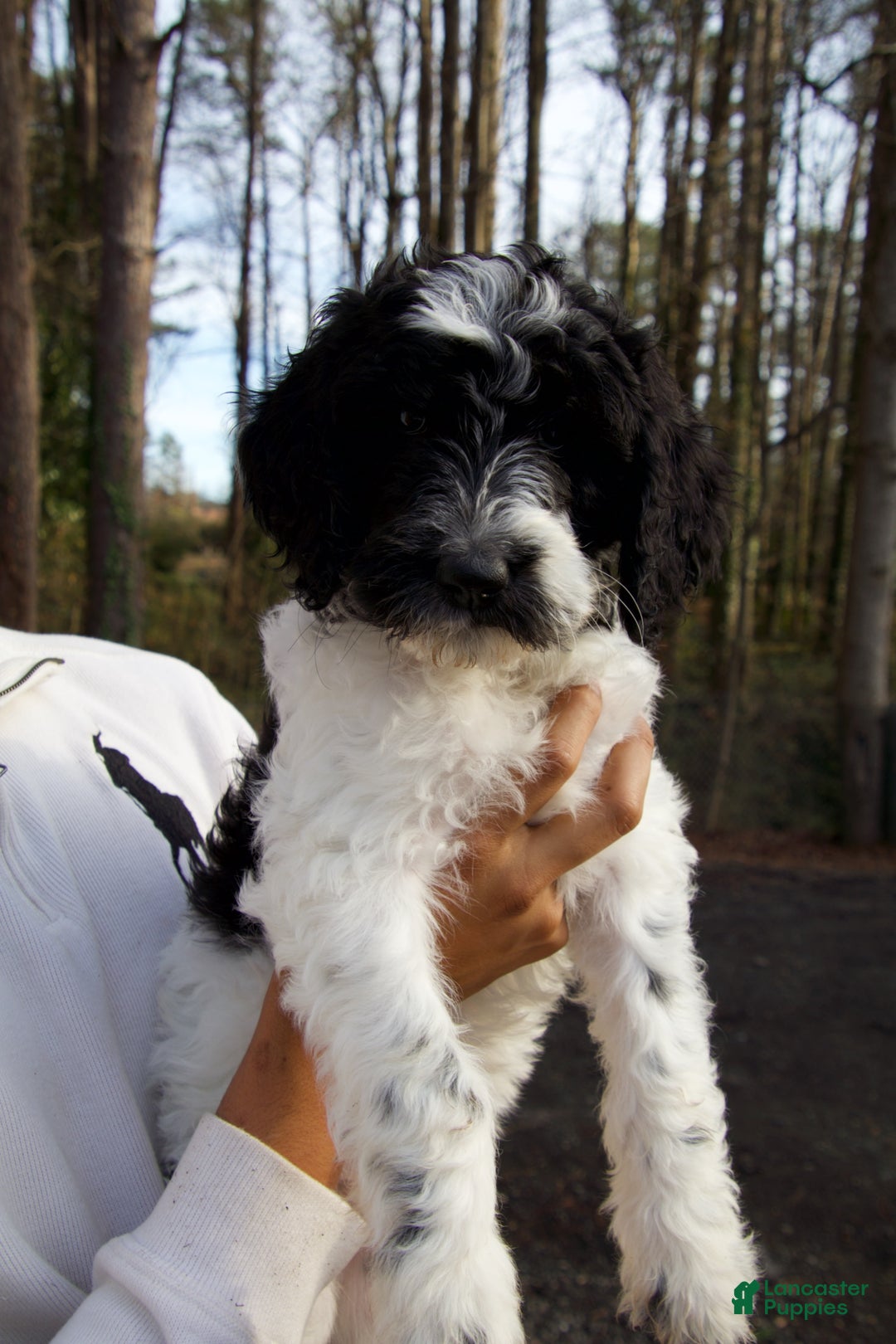 Goldendoodle dogs for sale: Goldendoodle Puppy 3 - Ad 1