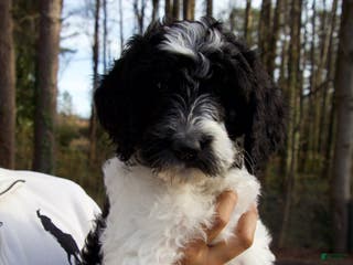 Goldendoodle dogs Goldendoodle Puppy 3 - Ad 22