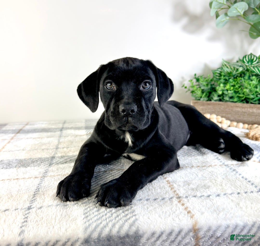 Cane Corso dogs for sale: Reign - Ad 1