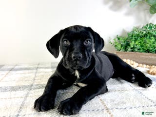 Cane Corso dogs Reign - Ad 39