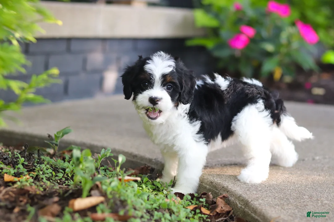 Cavapoo dogs for sale: Lacey - Ad 1