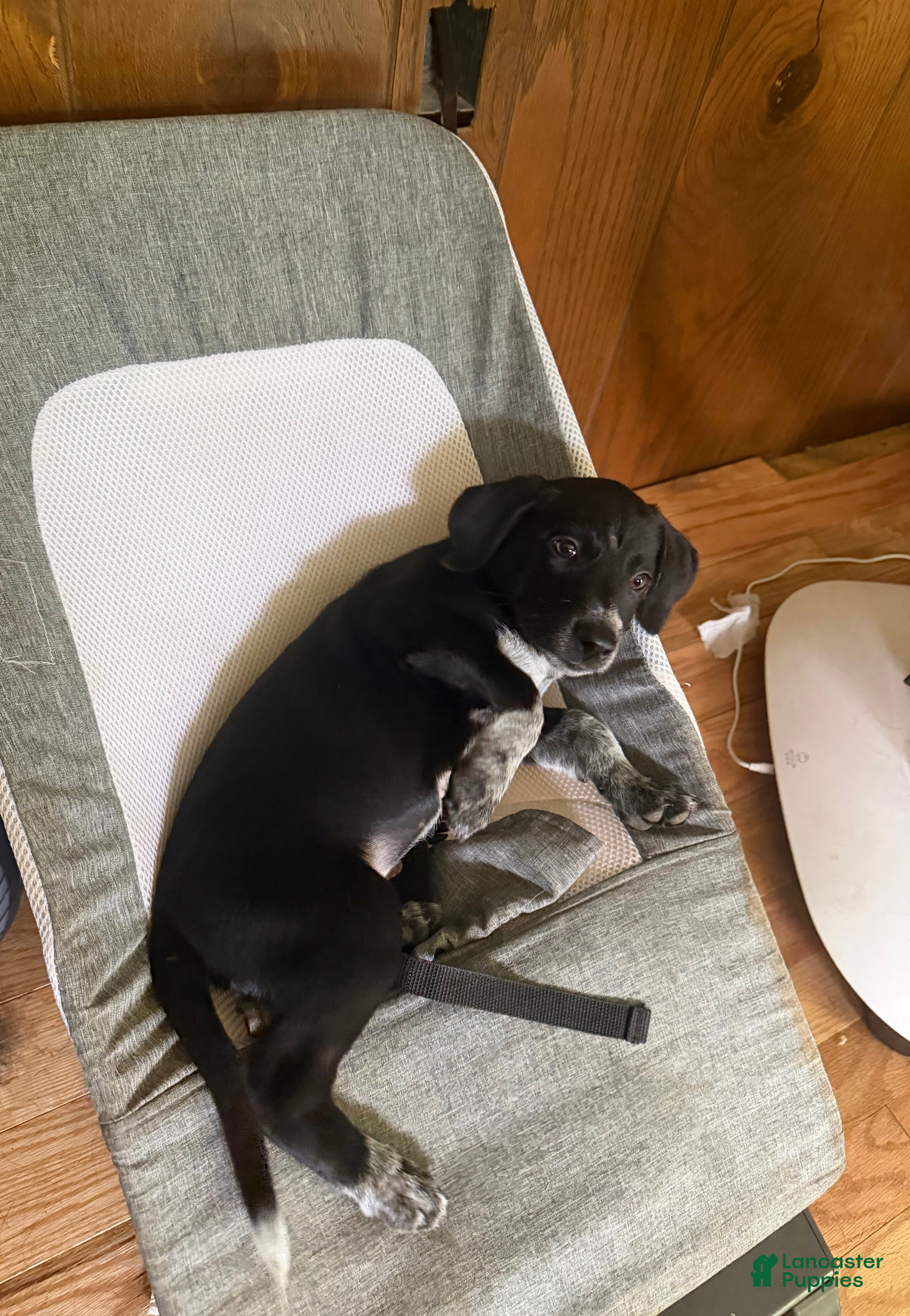 Mixed Breed dogs for sale: Mixed Breed 3 - Ad 2