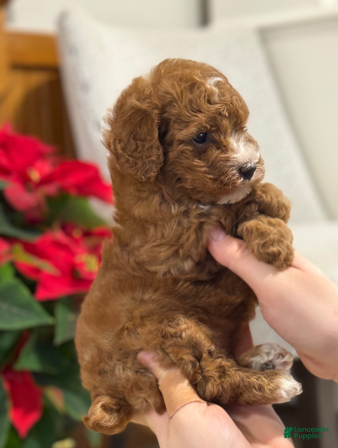 Miniature Poodle dogs for sale: Jasmine  - Ad 5