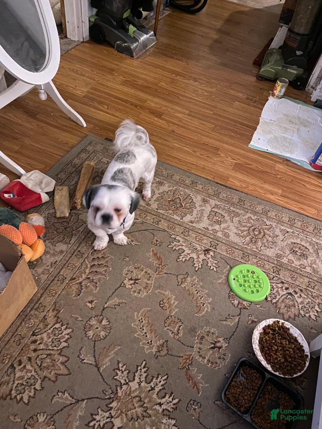 Gallery Image {{count}}