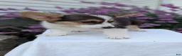 Welsh Corgi Pembroke dogs for sale: Lanie - Ad 8