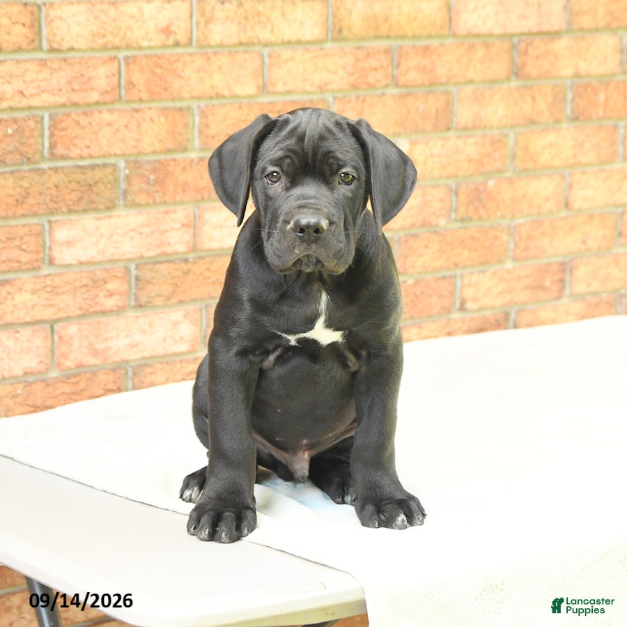Cane Corso dogs Bear - Ad 1