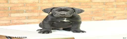 Cane Corso dogs for sale: Bear - Ad 1