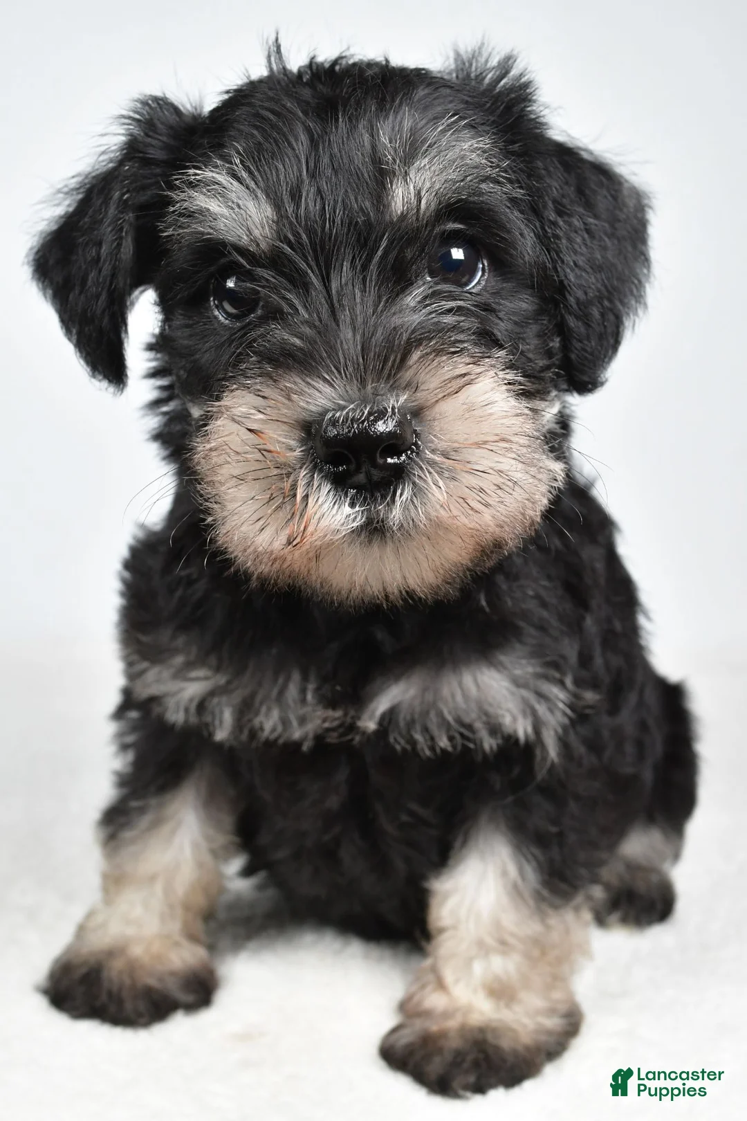 Miniature Schnauzer dogs for sale: Lilly - Ad 2