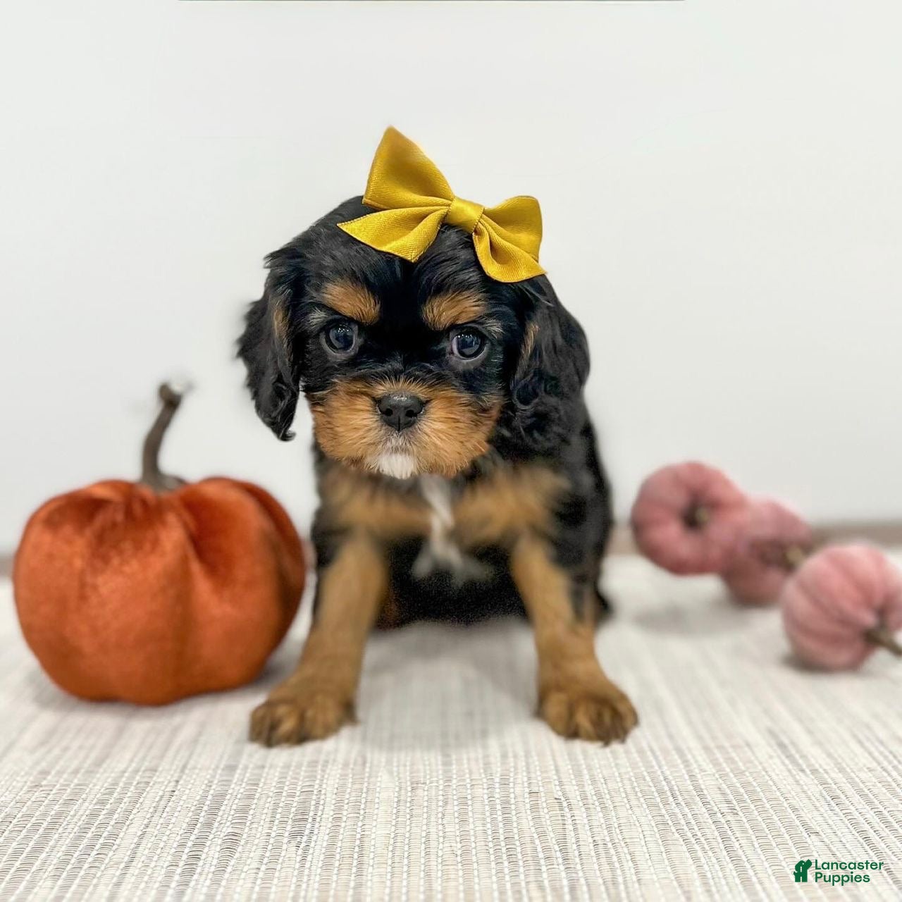 Cavalier King Charles Spaniel dogs Rosie - Ad 2