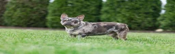 French Bulldog dogs for sale: Pansy - Ad 5
