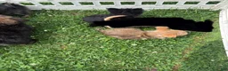 Chorkie dogs for sale: Chorkie 2 - Ad 7