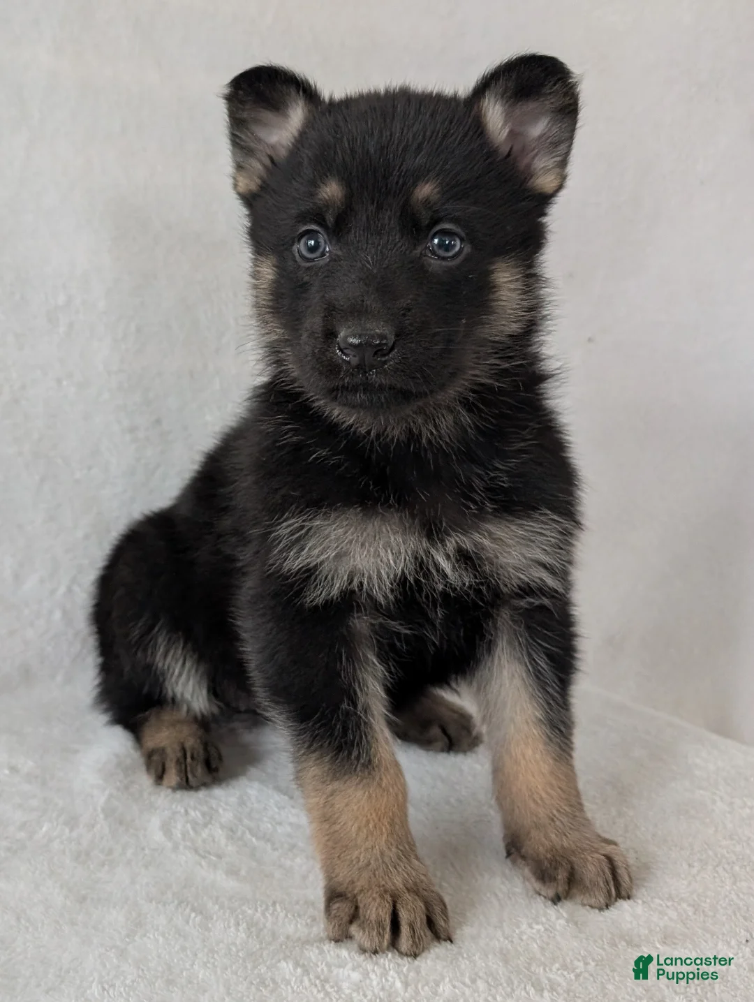 German Shepherd dogs for sale: Issie - Ad 8