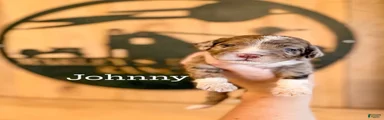 Johnny