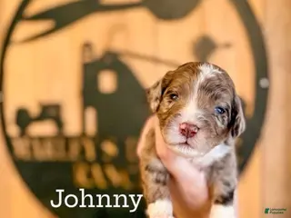 Double Doodle dogs Johnny - Ad 5