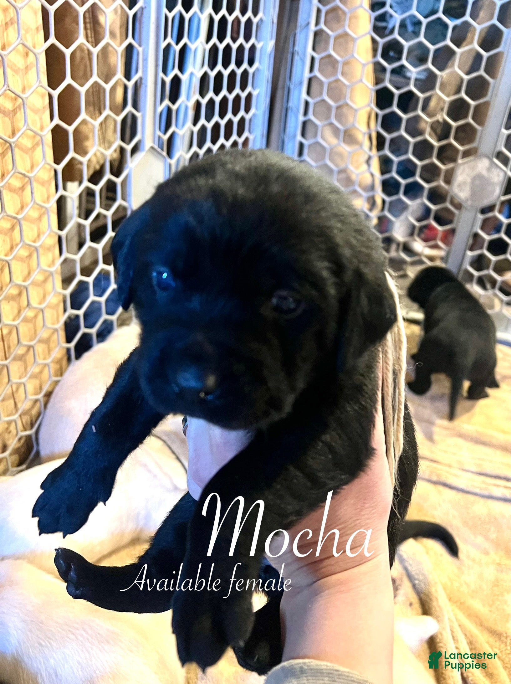 Labrador Retriever dogs Mocha - Ad 24
