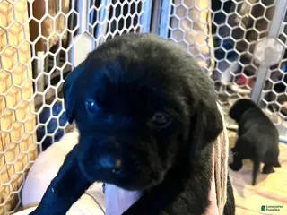 Labrador Retriever dogs Mocha - Ad 24