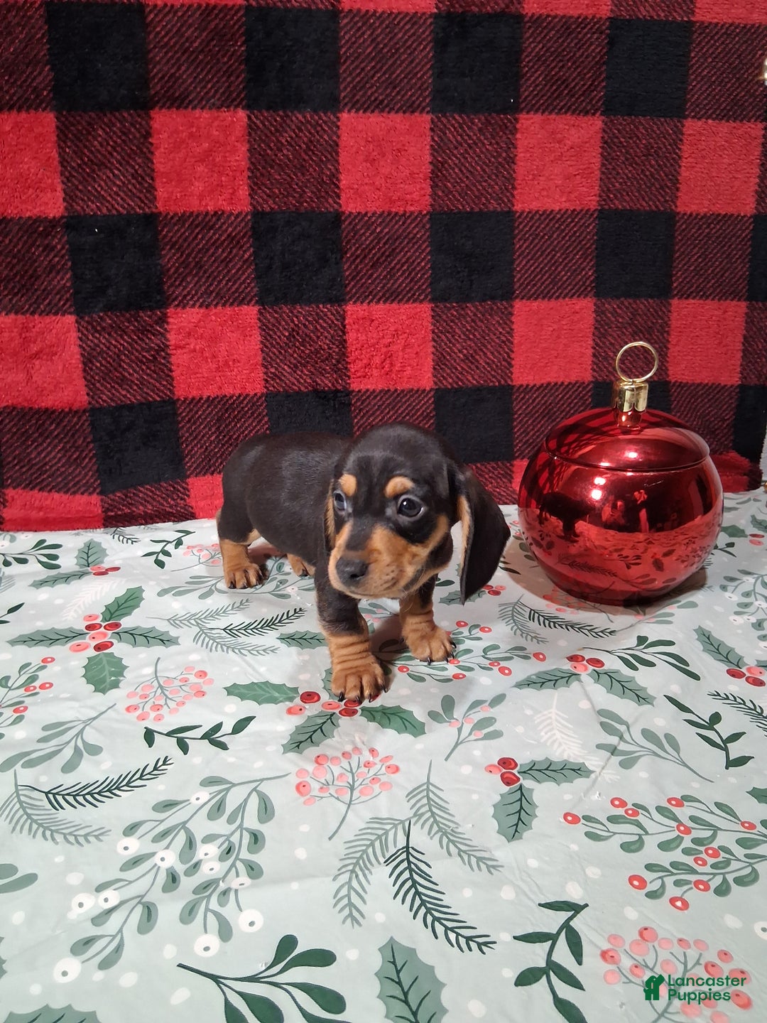 Miniature Dachshund dogs for sale: Milky Way - Ad 5