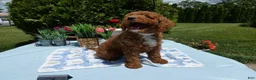 Mini Goldendoodle dogs for sale: Mini Goldendoodle 1 Trigger - Ad 3