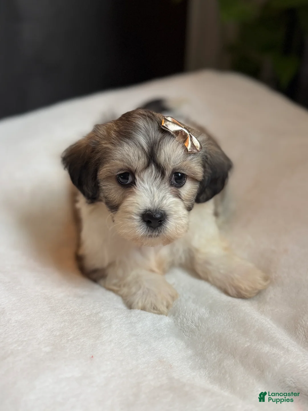 Teddy Bear dogs for sale: Cora - Ad 2