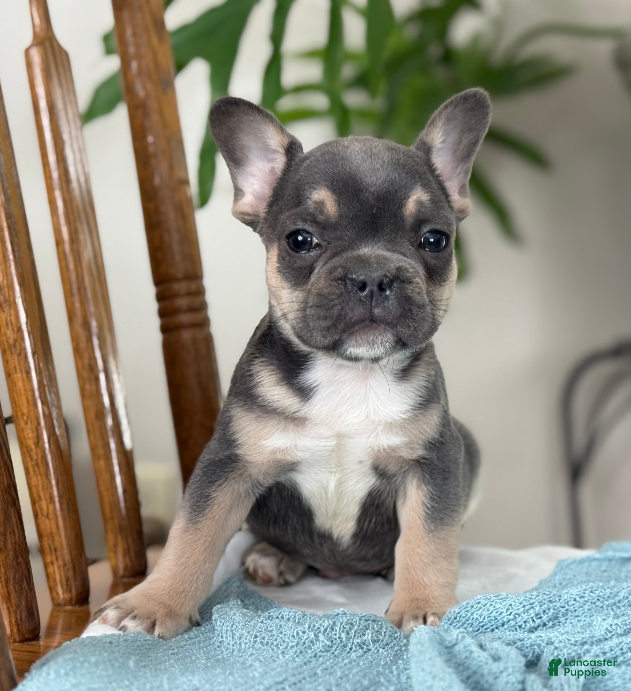 French Bulldog dogs Wyatt - Ad 3
