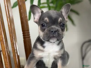French Bulldog dogs Wyatt - Ad 3